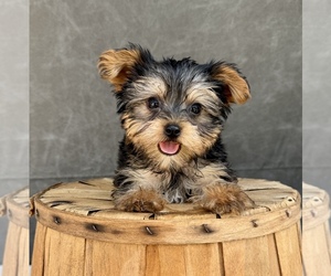 Yorkshire Terrier Puppy for sale in OCALA, FL, USA