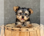 Image preview for Ad Listing. Nickname: Litter of 8