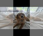 Small #2 Cocker Spaniel Mix