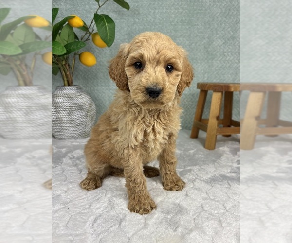 Medium Photo #6 Goldendoodle (Miniature) Puppy For Sale in FRANKLIN, IN, USA