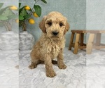 Small #5 Goldendoodle (Miniature)