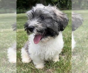 Poodle (Miniature)-ShihPoo Mix Puppy for sale in DURHAM, CT, USA