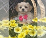 Small #1 Cav-A-Malt-Maltese Mix