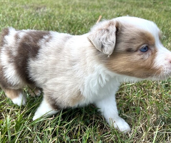 Medium Photo #14 Miniature Australian Shepherd Puppy For Sale in MONTICELLO, SC, USA