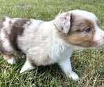 Small #13 Miniature Australian Shepherd