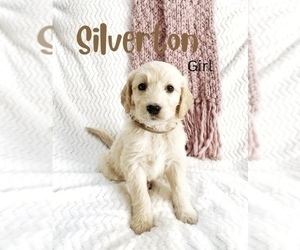 Goldendoodle Puppy for sale in LA JARA, CO, USA