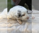 Puppy SlateMerlPuppy7 Border Collie