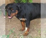 Small Photo #4 Rottweiler Puppy For Sale in AURORA, CO, USA