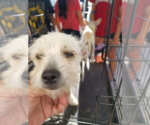 Mutt Dogs for adoption in Marina Del Rey, CA, USA