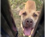 TRIXIE - Female American Staffordshire Terrier Dog for Adoption - Small photo