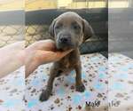 Small #1 Labrador Retriever Mix