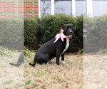Small #6 American Staffordshire Terrier Mix