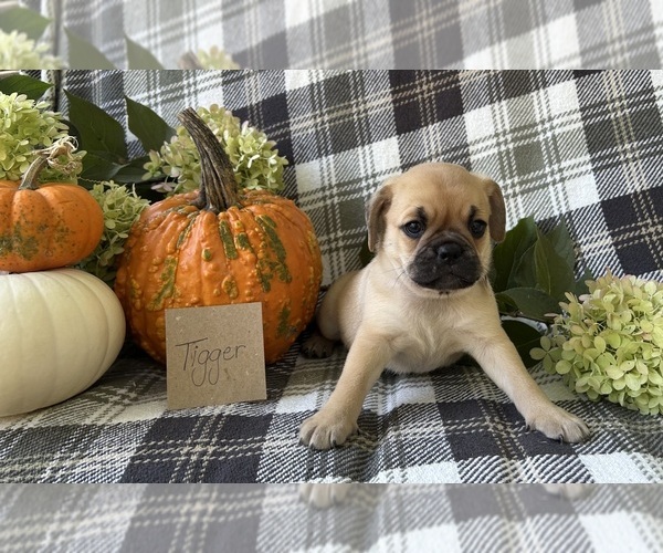 Medium Photo #4 Puggle Puppy For Sale in ELKTON, VA, USA