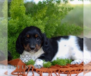 Dachshund Puppy for sale in EAST EARL, PA, USA