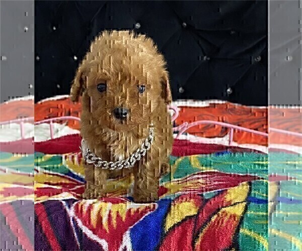 Medium Photo #4 Poodle (Toy) Puppy For Sale in ALEXANDRIA, VA, USA