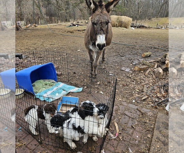 Medium Photo #7 Poodle (Miniature) Puppy For Sale in WHITEWATER, WI, USA