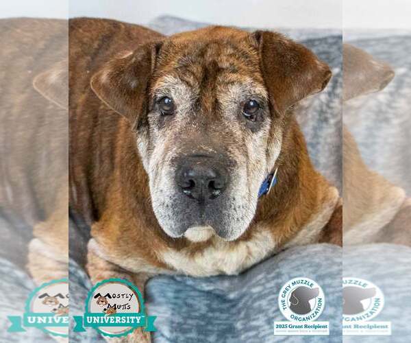 Medium Photo #1 Bulldog-Unknown Mix Puppy For Sale in Kennesaw, GA, USA