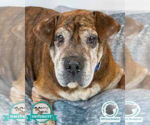 Bulldog-Unknown Mix Dogs for adoption in Kennesaw, GA, USA