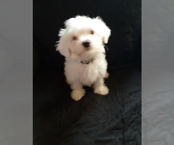 Medium Photo #1 Maltese Puppy For Sale in BELPRE, OH, USA