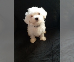 Medium Maltese
