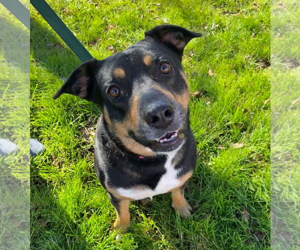 Medium Photo #3 German Shepherd Dog-Unknown Mix Puppy For Sale in Davis, CA, USA