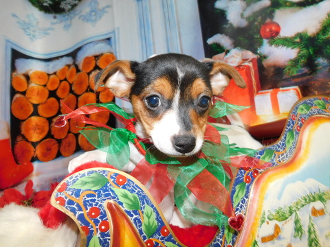 Medium Photo #2 Jack-Rat Terrier-Rat Terrier Mix Puppy For Sale in HAMMOND, IN, USA