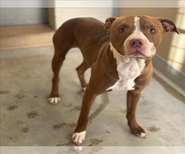 Medium Photo #1 American Pit Bull Terrier-Unknown Mix Puppy For Sale in Texas City, TX, USA