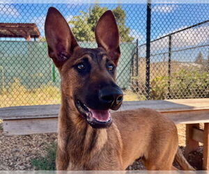 Medium Doberman Pinscher Mix