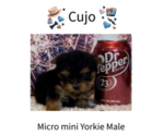 Image preview for Ad Listing. Nickname: Cujo