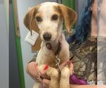 Small #2 Beagle-Feist Terrier Mix