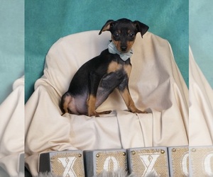 Miniature Pinscher Dog for Adoption in WARSAW, Indiana USA