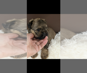 Brussels Griffon Puppy for sale in NILES, MI, USA