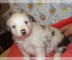 Small Photo #1 Australian Shepherd Puppy For Sale in AUBURN, IN, USA