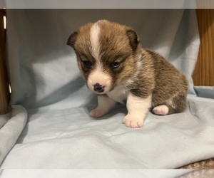 Medium Pembroke Welsh Corgi