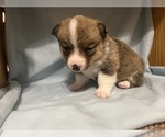 Puppy Puppy 2 Pembroke Welsh Corgi