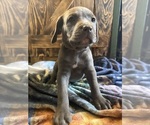 Litter of 12 - Male(s) and Female(s) Cane CorsoLitter of Puppies for Sale - Photo #10
