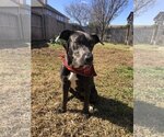 Small Photo #13 Labrador Retriever Puppy For Sale in Rosenberg, TX, USA