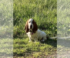 Father of the Basset Hound puppies born on 01/28/2025