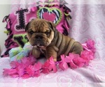 Small #1 English Bulldog