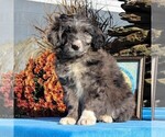 Small Photo #1 Aussiedoodle Puppy For Sale in HOLTWOOD, PA, USA