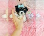 Small #13 Biewer Terrier