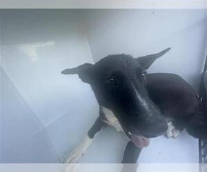 Siberian Husky-Unknown Mix Dogs for adoption in Houston, TX, USA