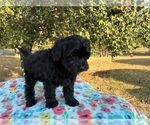 Small Photo #5 Aussiedoodle Miniature  Puppy For Sale in OKLAHOMA CITY, OK, USA