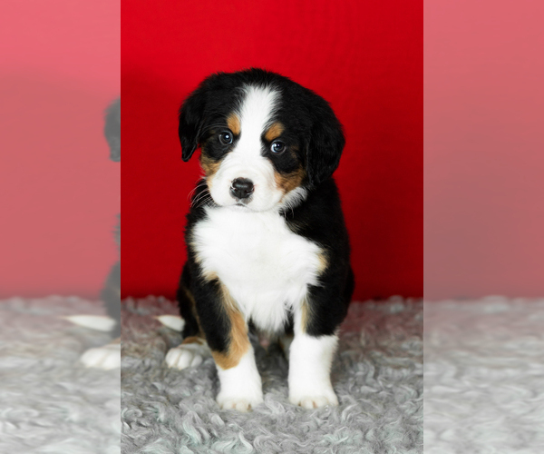 Medium Photo #10 Bernese Mountain Dog Puppy For Sale in MILLERSBURG, IN, USA