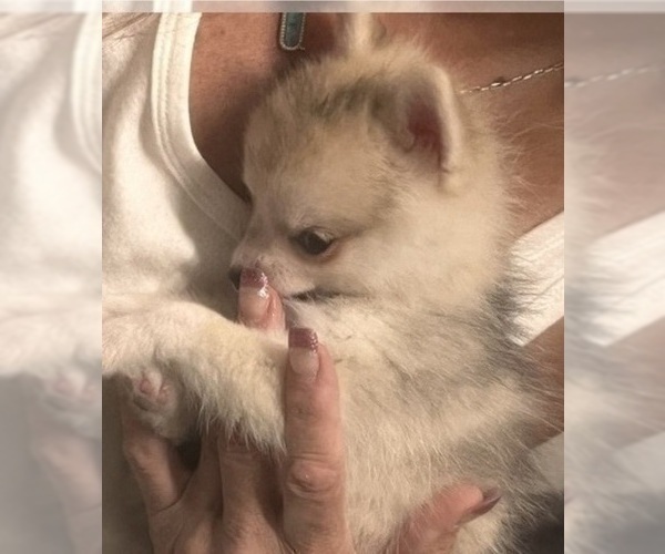 Medium Photo #4 Pomsky Puppy For Sale in GOLDEN VALLEY, AZ, USA