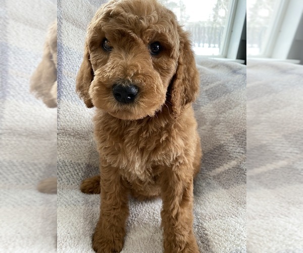 Medium Photo #10 Goldendoodle-Poodle (Standard) Mix Puppy For Sale in RICHMOND, IL, USA