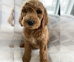 Small Photo #10 Goldendoodle-Poodle (Standard) Mix Puppy For Sale in RICHMOND, IL, USA