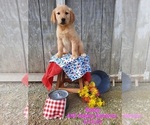 Small Photo #1 Golden Retriever Puppy For Sale in SHIPSHEWANA, IN, USA