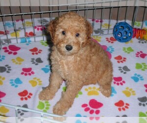 Poodle (Miniature) Puppy for sale in ORO VALLEY, AZ, USA