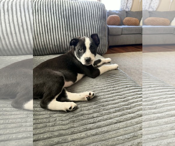 Medium Photo #2 Mutt Puppy For Sale in Mechanicsburg, PA, USA